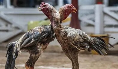 Samsun’da horoz dövüştüren 91 kişiye 1 milyon 55 bin lira ceza verildi