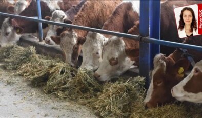 Şap arttı, bakanlık ‘yeni serotip’ dedi: ‘Rakam yok, destek yok’