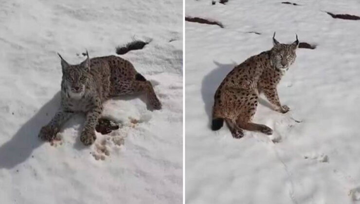 Sivas’ta TIR şoföründen alkışlanacak hareket: Yaralı vaşak için seferber oldu!