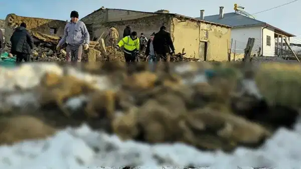 Sivas’ta üzerinde kar biriken ağıl çöktü: 40 koyun öldü