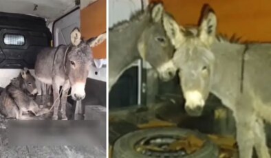 Tecavüze uğrayan eşek ve yavrusu koruma altına alındı