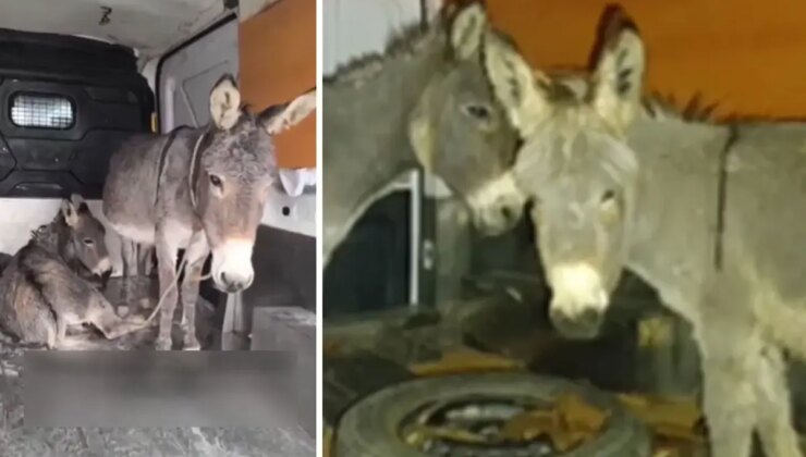 Tecavüze uğrayan eşek ve yavrusu koruma altına alındı