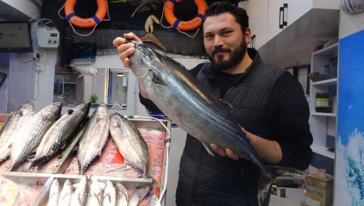 Tezgaha geç geldi ama yüzleri güldürdü: Kilosu 700 TL!