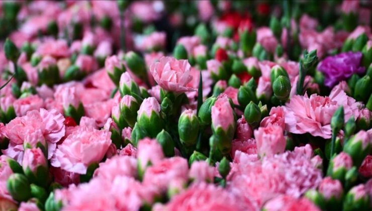Türkiye’den 2025’te 83 ülkeye çiçek ihracatı yapıldı