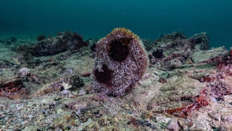 Tuzla’da pina ve deniz çayırları görüldü