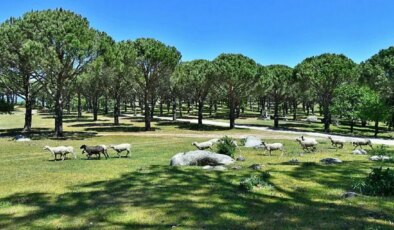 UNESCO adayı bölgeye ‘granit ocağı’ projesi… Belediye yargıya taşıdı!