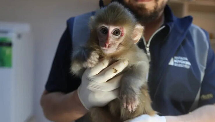Uyuşturucu operasyonunda bulunmuştu: Yavru maymun ‘Portakal’ koruma altında!