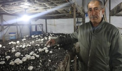 Varını yoğunu satıp kurduğu 3 çadırda üretim yapıyor: Yılda 3 kez hasat yapıyor….