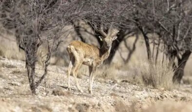 Yok olmanın eşiğinden döndüler: Anadolu yaban koyunlarının sayısı 770’e ulaştı!