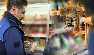 Zincir market denetiminde skandal: Buzdolabından kedi çıktı!
