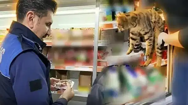 Zincir market denetiminde skandal: Buzdolabından kedi çıktı!