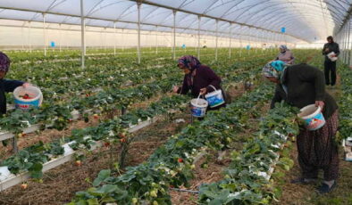 3 bin ailenin geçim kaynağı: Örtü altı hasat başladı, kilosu 140 TL!