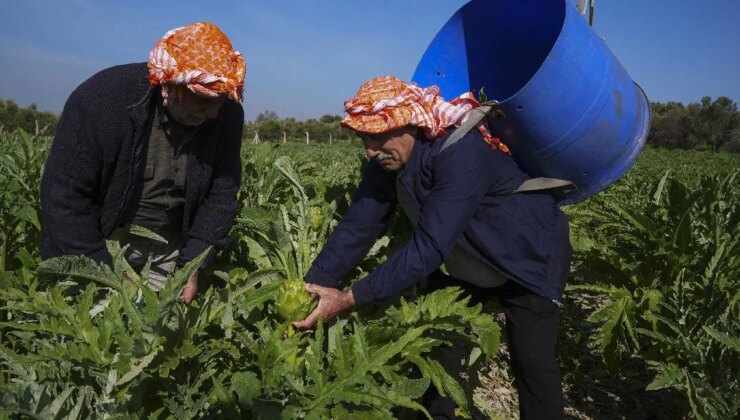 Don vurdu, yağmur kurtardı: Talep yüksek, fiyatı 40 lira!