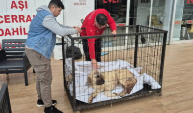 Kayıp köpeğini vurulmuş olarak buldu: Şüpheli tutuklandı
