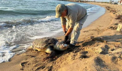 Kuşadası’nda aynı gün 3 deniz kaplumbağası ölü bulundu