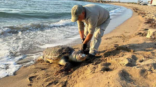 Kuşadası’nda aynı gün 3 deniz kaplumbağası ölü bulundu