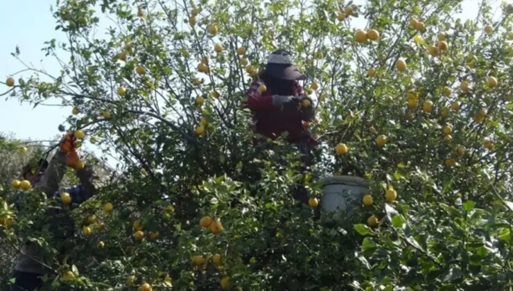 Mersin’de hasadın sonuna gelindi: Şifa deposunu kilosu 35 liradan başlıyor