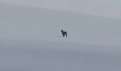 Nesli tehlike altında… Süphan Dağı eteklerinde vaşak görüntülendi!