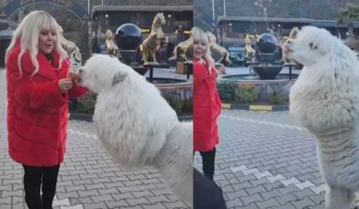 Safiye Soyman’ın alpaka paylaşımı! Yüzüne tükürdü