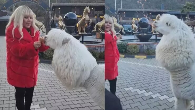 Safiye Soyman’ın alpaka paylaşımı! Yüzüne tükürdü