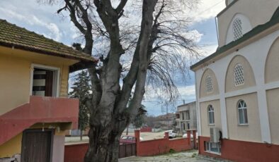 Samsun’da asırlık çitlembik ağacı için koruma çağrısı