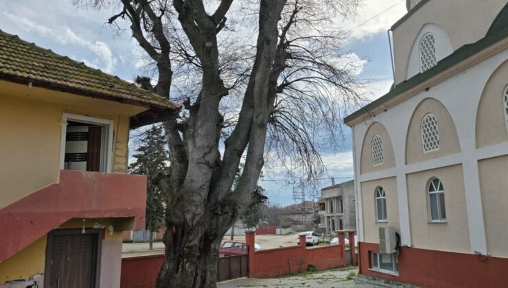 Samsun’da asırlık çitlembik ağacı için koruma çağrısı