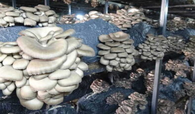 Samsun’da üreticilere yeni gelir kapısı oldu: 7 üretim odası, 84 ton kapasite