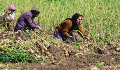 Adana’da 31 bin dönümde hummalı mesai başladı: Dönüm başı 4 ton verim bekleniyor