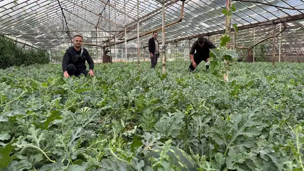 Antalya’da ezber bozan hasat: Yaz gelmeden tezgaha indi!