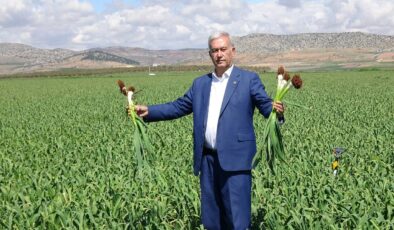 Araban’da hasat için geri sayım başladı: ‘Türkiye’ye yetecek kadar var!’