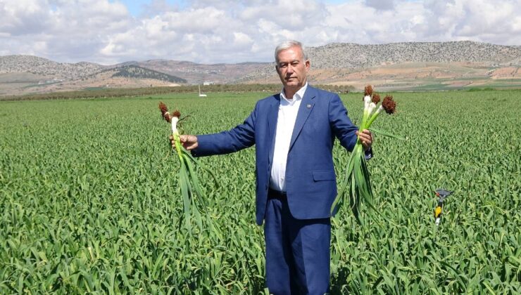 Araban’da hasat için geri sayım başladı: ‘Türkiye’ye yetecek kadar var!’