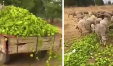 Bakanlıktan ‘biber’ videolarına ilişkin açıklama: ‘Görüntüler eski, adli süreç başlatıldı’