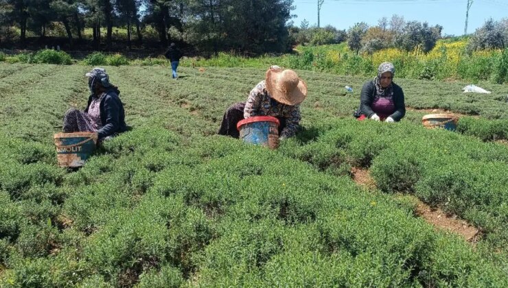 Hasat başladı, kokusu şehri sardı: Kekik sanıyorlar! Dağlardan sofralara ‘yeşil altın’ yolculuğu