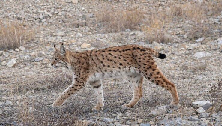 IUCN kırmızı listesinde yer alıyor: ‘Ormanın hayaleti’ en net haliyle görüntülendi