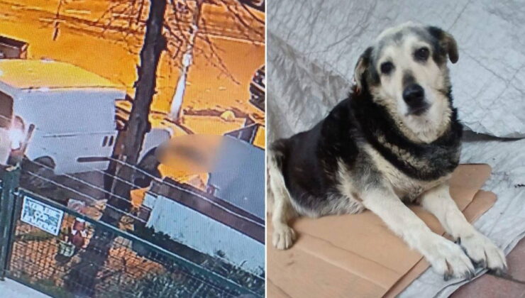 Kadıköy’de vicdanları sızlatan olay: Kargo aracı mahallenin maskotu ‘Pakize’yi ezdi!