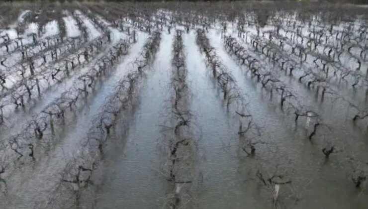 Manisa’da Gediz Nehri’nin taşması sonucu bağlar su altında kaldı