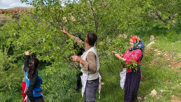Mersin’de hasat 15 gün erken başladı: 150 ton rekolte bekleniyor…