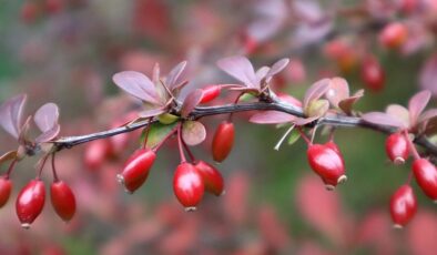 Nam-ı diğer “Kadın Tuzluğu”: Berberis Vulgaris bitkisinin faydaları