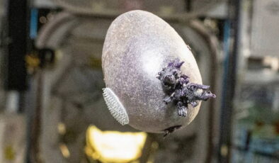 NASA astronotu garip mor renkli ve dokunaç şekilli yumurtanın sırrını açıkladı