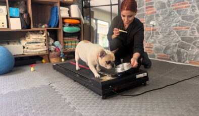 Obez köpek ‘Ori’ pilatesle zayıflıyor