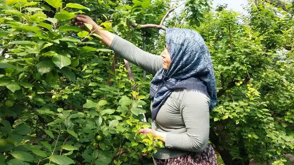 Sabahın ilk ışıklarıyla bahçeye girdiler: Fiyatı 200 TL’ye kadar düştü
