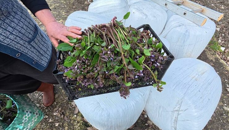 Sinop’un gizli hazinesi tezgaha indi: Günde 40 kilo topluyor, talebe yetişemiyor!