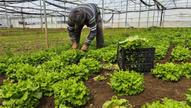 Tarlada 15 TL, tezgahlarda 100 TL’ye satılıyor