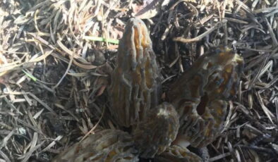 Toroslar’da zorlu mesai: Bu mantarın kilosu 1500 TL’den alıcı buluyor