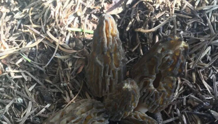 Toroslar’da zorlu mesai: Bu mantarın kilosu 1500 TL’den alıcı buluyor