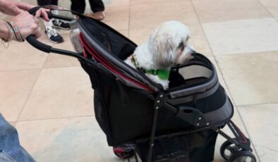 Almanya sokaklarında başıboş köpeklerinin olmamasının sırrı