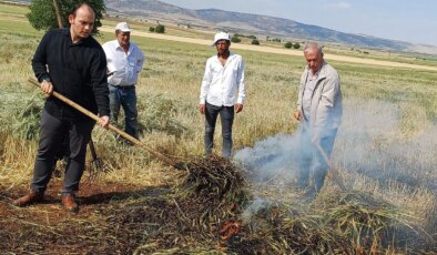 Araban Ovası’nda dumanlı hasat: Yılda sadece 1 hafta üretilebiliyor…