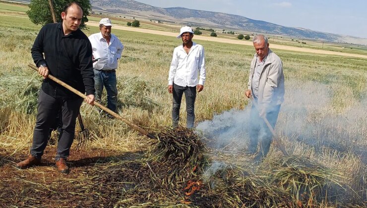 Araban Ovası’nda dumanlı hasat: Yılda sadece 1 hafta üretilebiliyor…