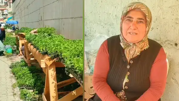 Artvin Yusufeli’nde fide satışına kısıtlama: Üreticilerden tepki