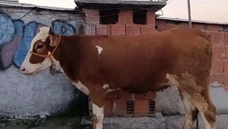 Bursa’da inanılmaz görüntüler: Çatıda kesmek için büyükbaş kurbanlığı 6 kat merdivenle yukarı çıkardı!